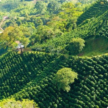 Single-origin, specialty-grade Colombian coffee